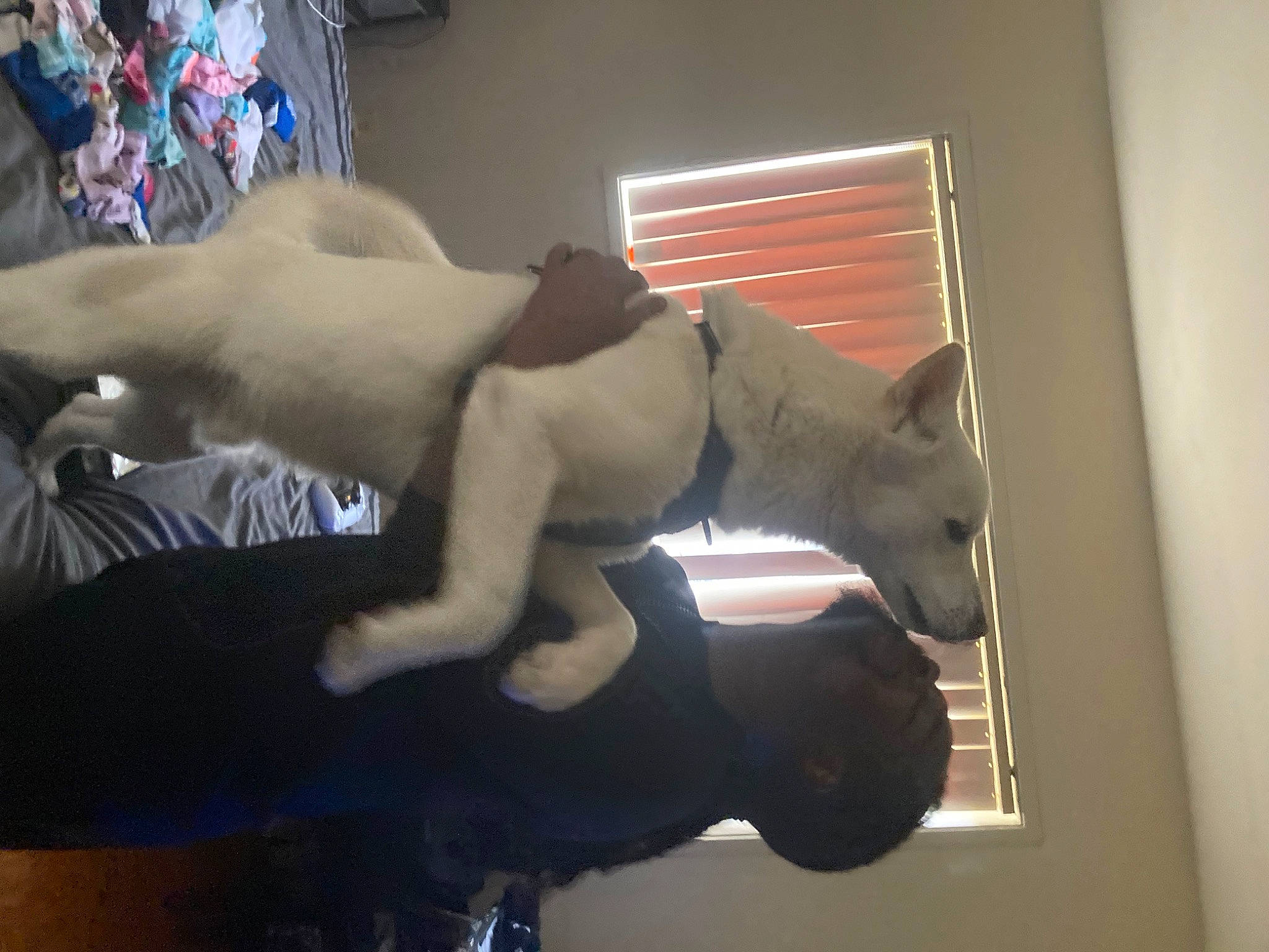 Kion joined the competition — help win amazing prizes! abdomen, art, barechested, chest, comfort, elbow, flesh, foot, fur, human_leg, knee, mammal, room, sculpture, tail, thigh, trunk, window, window_blind, wrist