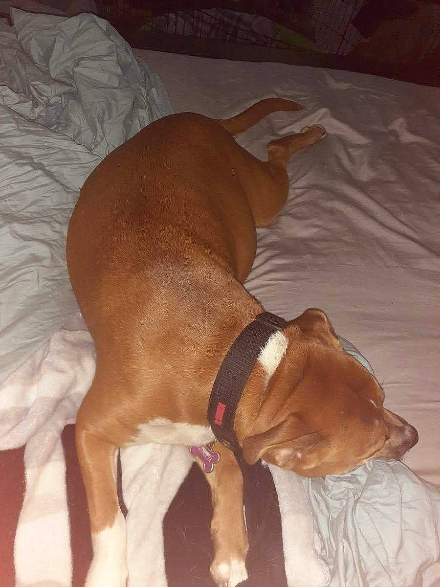 June is registered to the contest to win money with this photo: canidae, carnivore, collar, comfort, companion_dog, dog, dog_breed, dog_collar, dog_supply, ear, fawn, hardwood, linens, liver, pet_supply, snout, sporting_group, tail, whiskers, working_animal