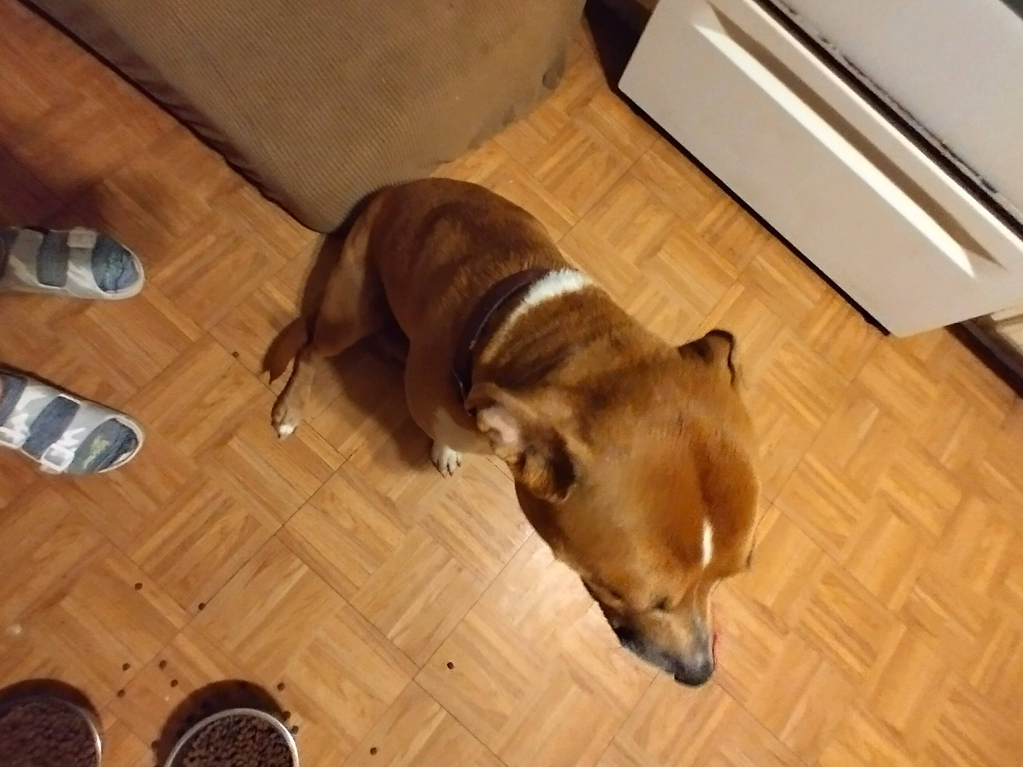 June joined the competition — help win amazing prizes! canidae, carnivore, companion_dog, dog, dog_breed, dog_supply, fawn, flooring, fur, hardwood, laminate_flooring, liver, pet_supply, sporting_group, tail, terrestrial_animal, varnish, wood, wood_flooring, working_animal