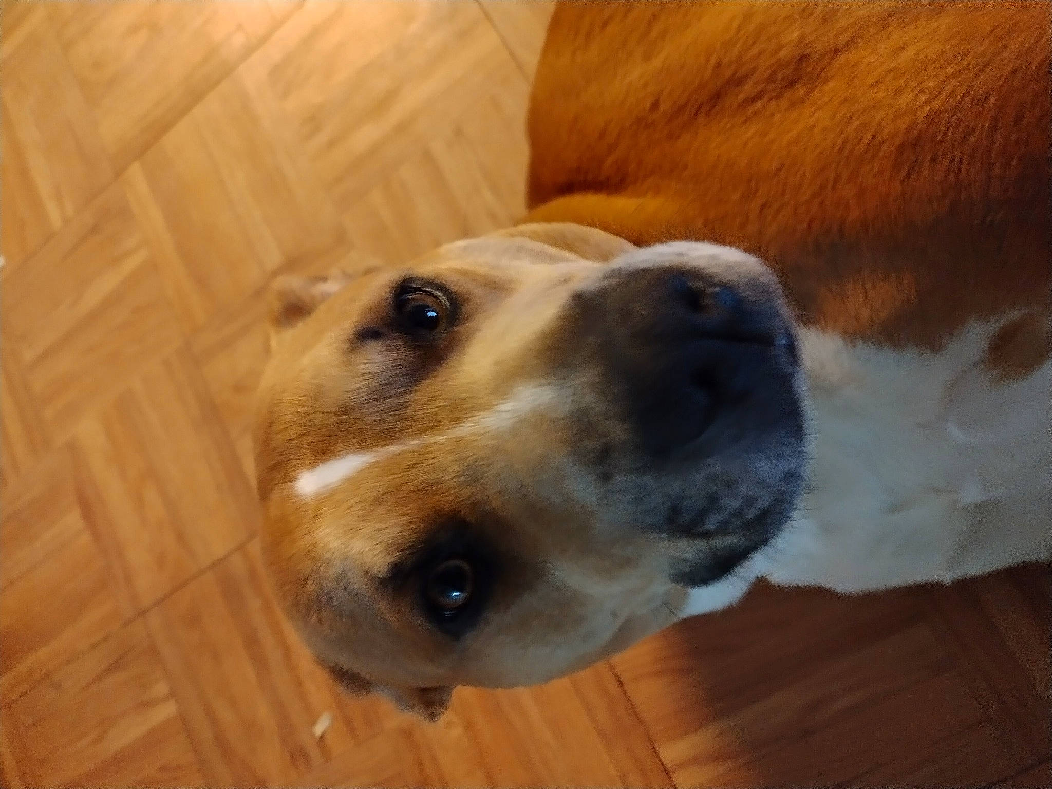 June is registered to the contest to win money with this photo: canidae, carnivore, collar, companion_dog, dog, dog_breed, dog_collar, dog_supply, ear, fawn, flooring, fur, hardwood, pet_supply, snout, sporting_group, terrestrial_animal, whiskers, wood, working_animal