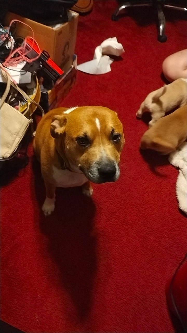 June joined the competition — help win amazing prizes! ball, canidae, carnivore, collar, companion_dog, dog, dog_breed, fawn, flooring, fur, non_sporting_group, paw, puppy, snout, sporting_group, whiskers, working_animal