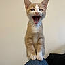 kitten, cat, orange_and_white, pet, animal, open_mouth, meowing, portrait, sitting, standing, balanced, ears, whiskers, eyes, fur, paws, chair, indoor, beige_background, cute