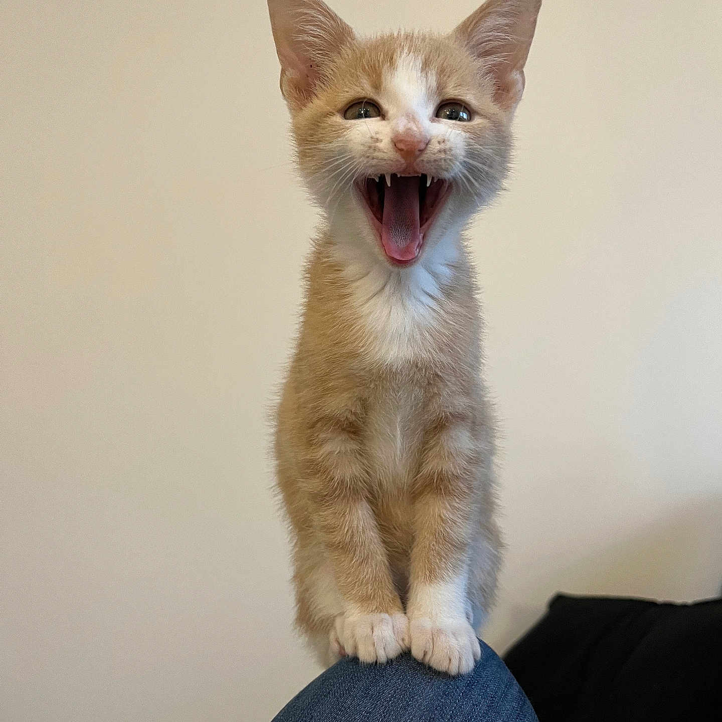 Dario participe au concours pour gagner de l'argent avec cette photo : kitten, cat, orange_and_white, pet, animal, open_mouth, meowing, portrait, sitting, standing, balanced, ears, whiskers, eyes, fur, paws, chair, indoor, beige_background, cute