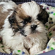 Baïley a rejoint le concours — aidez-le/la à gagner de superbes lots ! puppy, dog, pet, bed, blanket, polka_dots, fluffy, cute, animal, resting, indoor, young, small, fur, cozy, comfort, sleepy, domestic, adorable, portrait