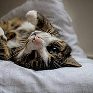 Pepite a rejoint le concours — aidez-le/la à gagner de superbes lots ! cat, tabby, pet, animal, whiskers, fur, sleeping, resting, bed, white_sheet, domestic_cat, cute, closeup, indoor, relaxed, playful, paw, face, green_eye, lying_down