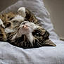 animal, bed, cat, closeup, cute, domestic_cat, face, fur, green_eye, indoor, lying_down, paw, pet, playful, relaxed, resting, sleeping, tabby, whiskers, white_sheet
