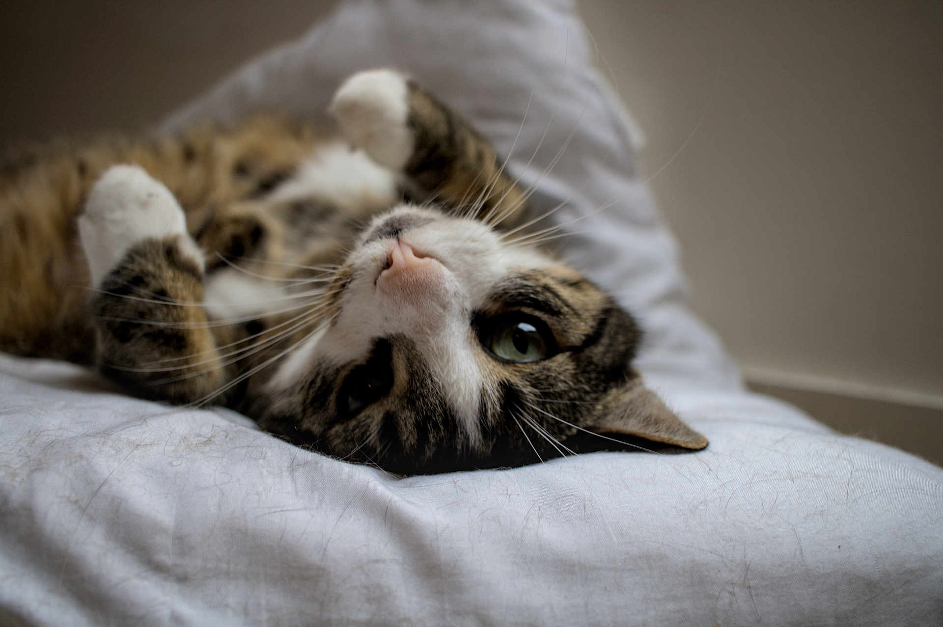 Pepite a rejoint le concours — aidez-le/la à gagner de superbes lots ! cat, tabby, pet, animal, whiskers, fur, sleeping, resting, bed, white_sheet, domestic_cat, cute, closeup, indoor, relaxed, playful, paw, face, green_eye, lying_down