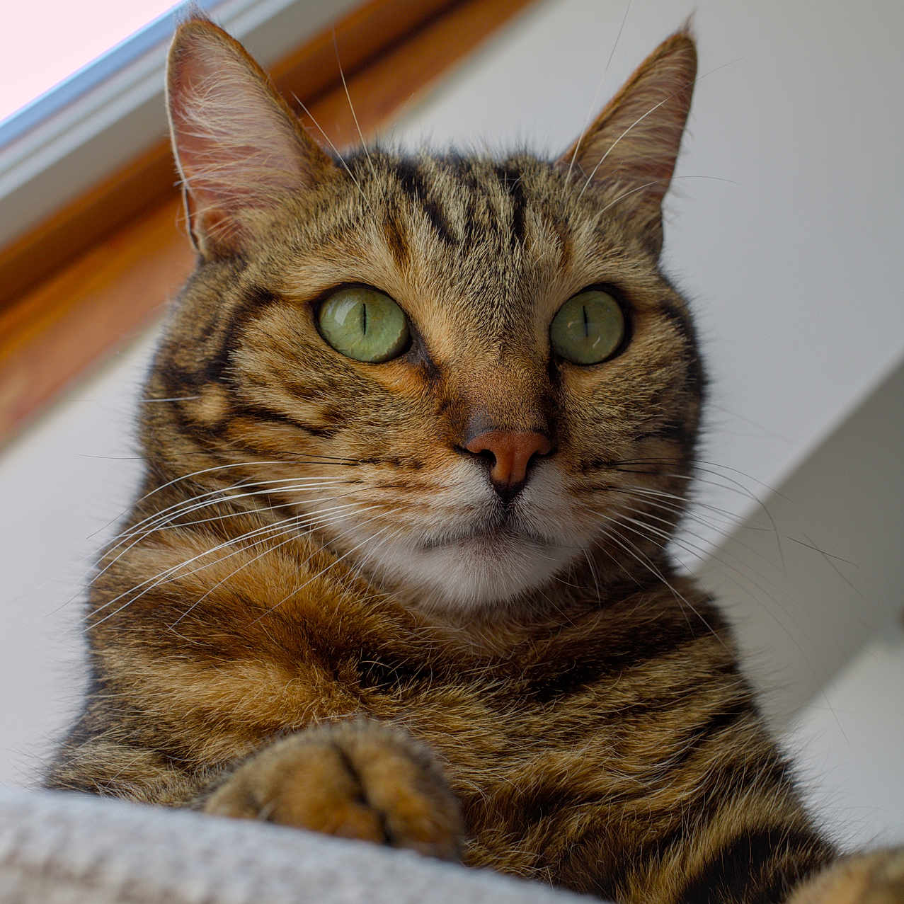 Pancakes participe au concours pour gagner de l'argent avec cette photo : animal, cat, close_up, cute, domestic_cat, ears, feline, fur, green_eyes, indoor, looking, mammal, nose, paw, pet, portrait, relaxed, tabby, texture, whiskers