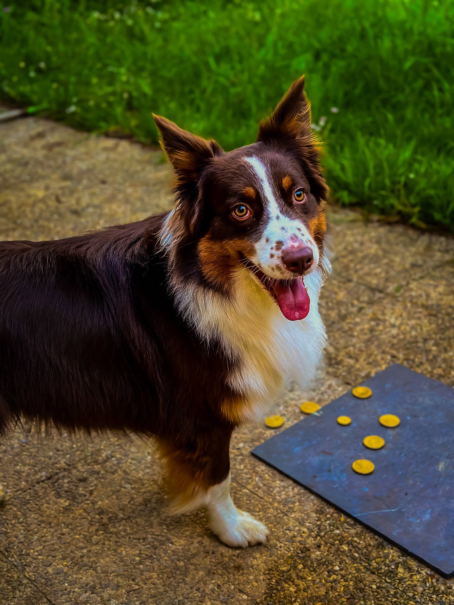 Toki participe au concours pour gagner de l'argent avec cette photo : australian_shepherd, canidae, carnivore, collar, companion_dog, dog, dog_breed, dog_supply, fur, grass, herding_dog, plant, snout, sporting_group, terrestrial_animal, whiskers, working_animal, working_dog
