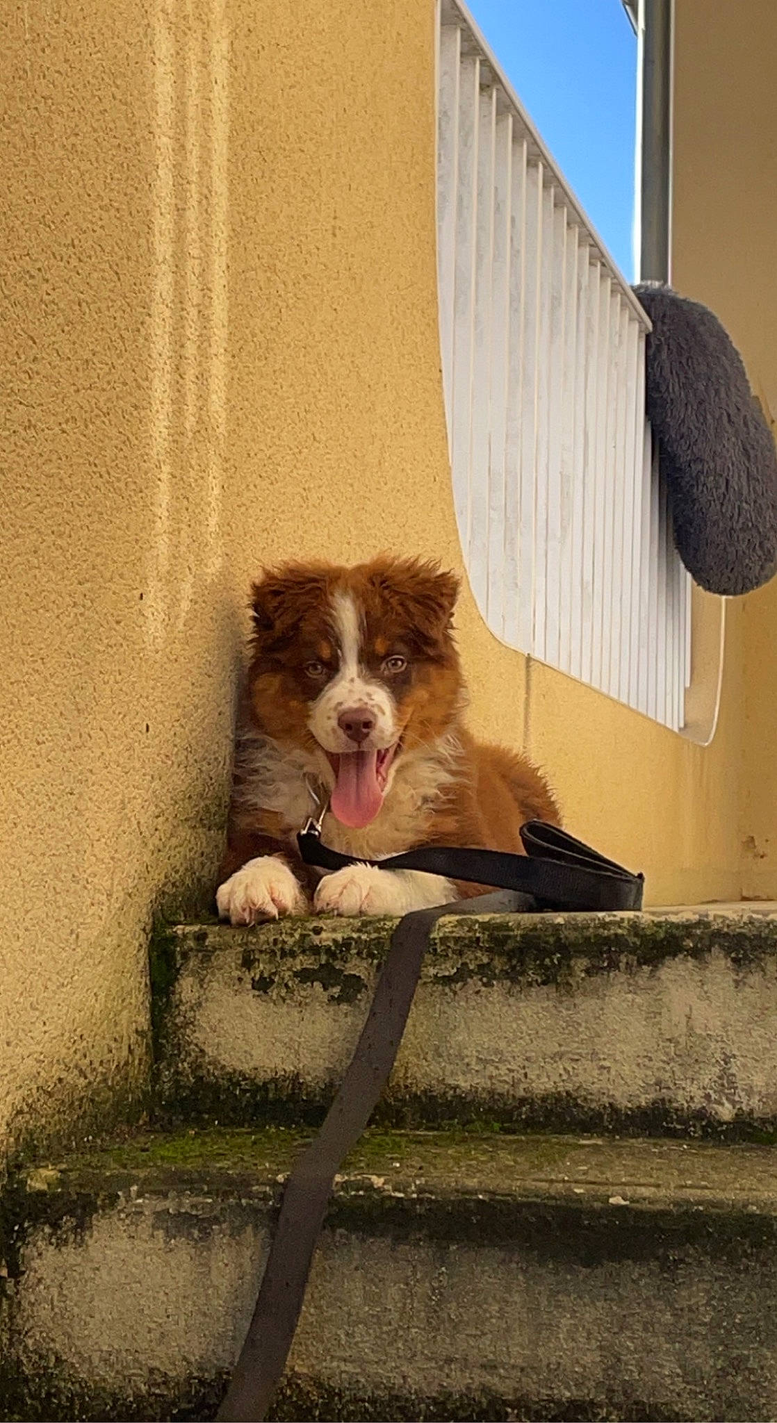 Toki a rejoint le concours — aidez-le/la à gagner de superbes lots ! art, brick, brickwork, canidae, carnivore, companion_dog, dog, dog_breed, felidae, fur, illustration, liver, shade, shadow, snout, terrestrial_animal, tints_and_shades, whiskers, window, wood