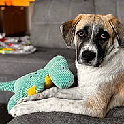 Judge joined the competition — help win amazing prizes! animal, black, brown, companion, couch, cozy, cute, dinosaur_toy, dog, domestic, furniture, home, indoor, living_room, pet, plush_toy, puppy, relaxed, soft_toy, white