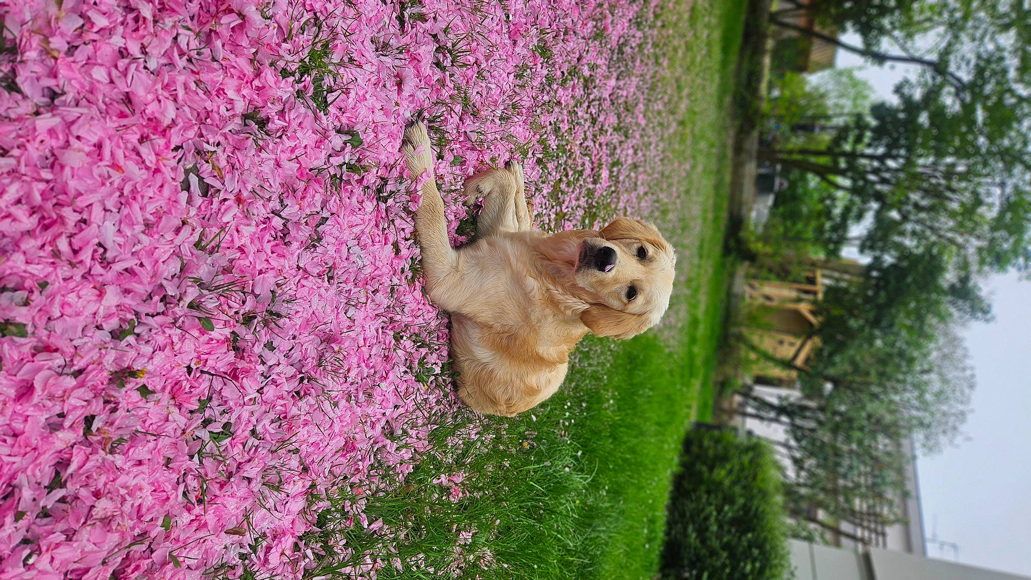 Kira a rejoint le concours — aidez-le/la à gagner de superbes lots ! annual_plant, branch, fawn, flower, flowering_plant, grass, groundcover, magenta, petal, plant, purple, shrub, stuffed_toy, toy, tree, trunk, twig, vegetation, wood, woody_plant