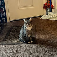 Meadow is registered to the contest to win money with this photo: autumn, broom, carpet, cat, cozy, curious, decor, door, feline, flowers, home, indoor, pet, rug, shadow, sitting, striped, tabby_cat, vase, white_paws