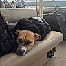 Lola is registered to the contest to win money with this photo: dog, boat, lake, mountains, outdoor, sunlight, sleepy, relaxed, portrait, brown_fur, white_marking, black_blanket, boat_seat, marine_equipment, speaker, water, landscape, travel, pet, leisure