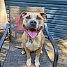 dog, pet, canine, portrait, sitting, happy, smiling, tongue_out, outdoors, patio, deck, chair, lounge_chair, blue_siding, sunlight, collar, dog_tag, tan_fur, white_markings, front_view