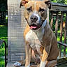dog, pet, outdoor, chair, sunlight, greenery, wooden_deck, happy, canine, sitting, tan_and_white, portrait, animal, nature, summer, daylight, ears, tongue_out, fence, relaxed