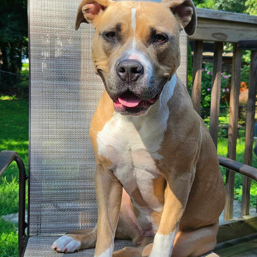 Lola is registered to the contest to win money with this photo: dog, pet, outdoor, chair, sunlight, greenery, wooden_deck, happy, canine, sitting, tan_and_white, portrait, animal, nature, summer, daylight, ears, tongue_out, fence, relaxed