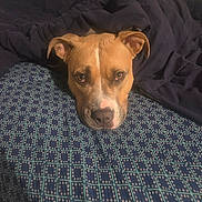 Lola is registered to the contest to win money with this photo: dog, brown_dog, white_markings, pet, animal, portrait, close_up, face, eyes, nose, ears, sleepy, resting, lying_down, bed, bedspread, blanket, bedroom, indoor, patterned_fabric