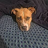 dog, brown_dog, white_markings, pet, animal, portrait, close_up, face, eyes, nose, ears, sleepy, resting, lying_down, bed, bedspread, blanket, bedroom, indoor, patterned_fabric