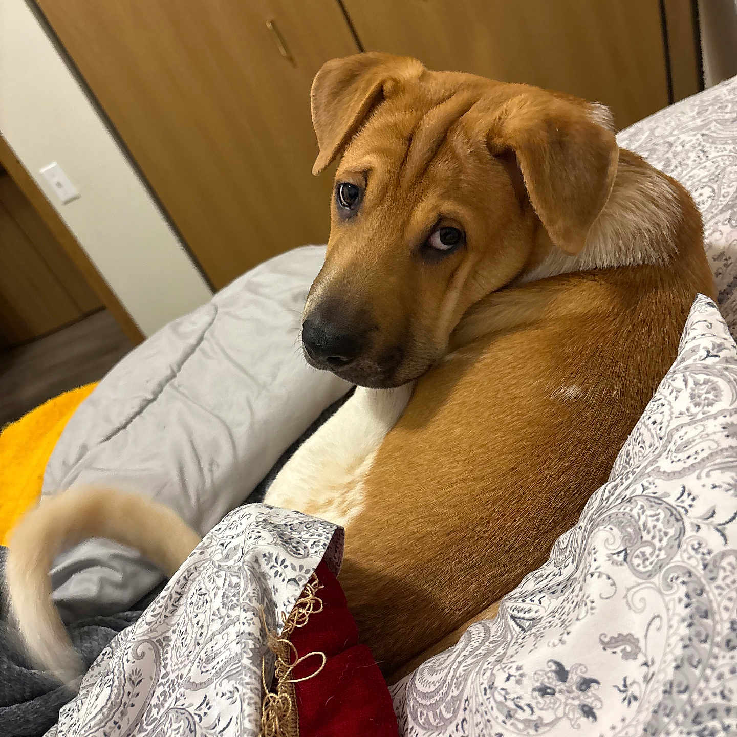 Rocky is registered to the contest to win money with this photo: dog, bed, blanket, fur, looking_back, indoor, brown, white, tail, ears, cute, pet, resting, comfort, cozy, wooden_door, fabric, pattern, home, relaxed