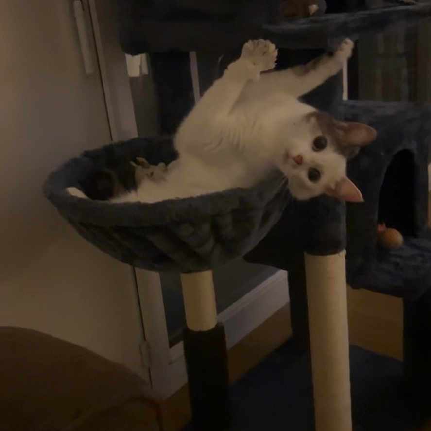 Piwi participe au concours pour gagner de l'argent avec cette photo : abyssinian, animal, architecture, building, canine, cat, chair, couch, dog, eskimodog, furniture, hardwood, indoors, interiordesign, kitten, livingroom, pet, plywood, room, wood