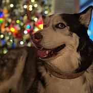 Nanook joined the competition — help win amazing prizes! dog, husky, pet, animal, portrait, indoor, christmas_tree, bokeh, holiday, festive, fur, collar, canine, smiling, happy, mammal, face, closeup, background, decorations