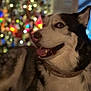 dog, husky, pet, animal, portrait, indoor, christmas_tree, bokeh, holiday, festive, fur, collar, canine, smiling, happy, mammal, face, closeup, background, decorations