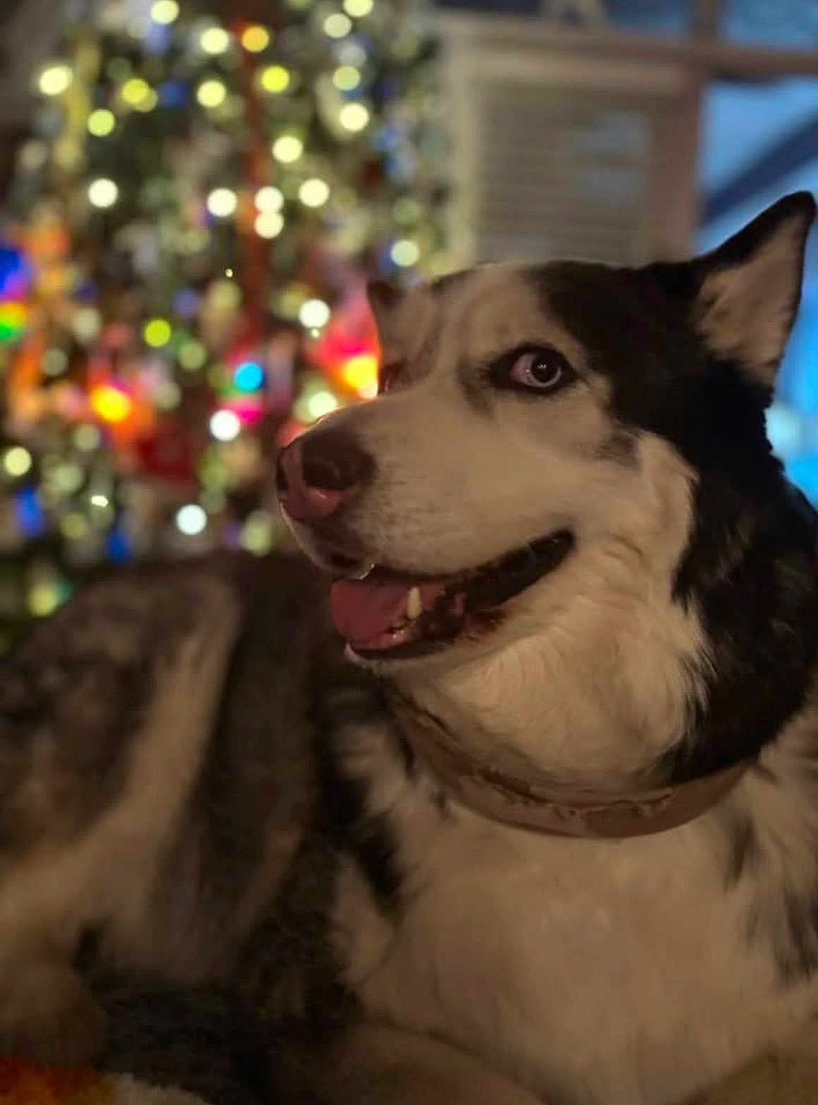 Nanook joined the competition — help win amazing prizes! dog, husky, pet, animal, portrait, indoor, christmas_tree, bokeh, holiday, festive, fur, collar, canine, smiling, happy, mammal, face, closeup, background, decorations