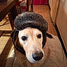 animal, blanket, canine, close_up, cozy, cute, dog, domestic_animal, ear_flaps, floor_tiles, fur, golden_retriever, hat, home, indoors, looking_up, mammal, pet, portrait, winter_hat