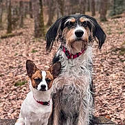 Abby a rejoint le concours — aidez-le/la à gagner de superbes lots ! dog, dogs, bench, forest, autumn, leaves, outdoor, nature, pets, animals, brown, white, black, scruffy, small_dog, large_dog, tree_trunks, wooden, sitting, collar