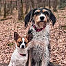 dog, dogs, bench, forest, autumn, leaves, outdoor, nature, pets, animals, brown, white, black, scruffy, small_dog, large_dog, tree_trunks, wooden, sitting, collar