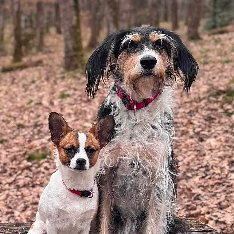 Abby a rejoint le concours — aidez-le/la à gagner de superbes lots ! dog, dogs, bench, forest, autumn, leaves, outdoor, nature, pets, animals, brown, white, black, scruffy, small_dog, large_dog, tree_trunks, wooden, sitting, collar