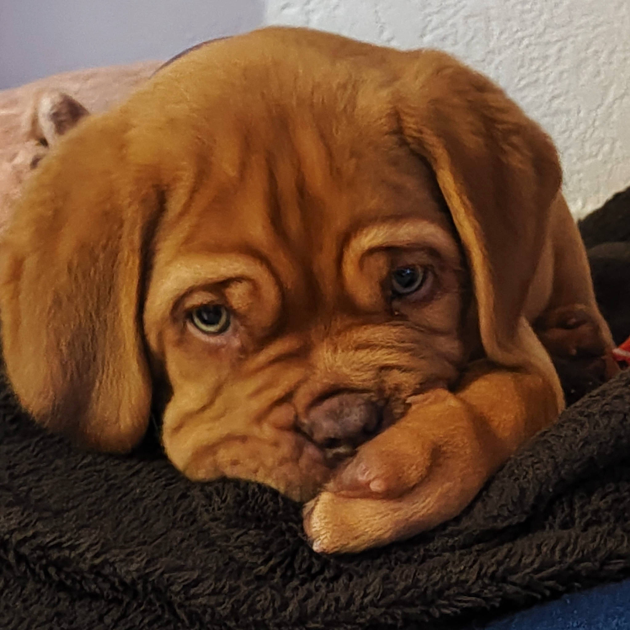 Texas a rejoint le concours — aidez-le/la à gagner de superbes lots ! art, canidae, carnivore, comfort, companion_dog, dog, dog_breed, dogue_de_bordeaux, fawn, fur, liver, mammal, molosser, snout, sporting_group, terrestrial_animal, vertebrate, wood, working_animal, wrinkle