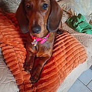 Alba participe au concours pour gagner de l'argent avec cette photo : dog, dachshund, pet, brown_coat, collar, pink_collar, blanket, orange_blanket, couch, indoor, floor_tiles, relaxed, looking_at_camera, fur, animal, paw, ears, snout, companion, home