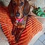 dog, dachshund, pet, brown_coat, collar, pink_collar, blanket, orange_blanket, couch, indoor, floor_tiles, relaxed, looking_at_camera, fur, animal, paw, ears, snout, companion, home