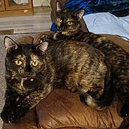 Luna is registered to the contest to win money with this photo: animal, brown, cat, chair, closeup, companion, cozy, cushion, domestic_cat, feline, fur, home, indoor, mammal, pet, relaxed, resting, tortoiseshell_cat, two_cats, yellow_eyes