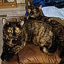 animal, brown, cat, chair, closeup, companion, cozy, cushion, domestic_cat, feline, fur, home, indoor, mammal, pet, relaxed, resting, tortoiseshell_cat, two_cats, yellow_eyes