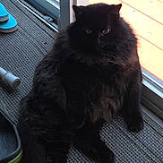 Missy joined the competition — help win amazing prizes! cat, black_cat, fluffy, long_hair, feline, pet, sitting, indoors, window, sunlight, carpet, floor, portrait, animal, whiskers, ears, eyes, tail, home, cozy