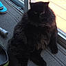 cat, black_cat, fluffy, long_hair, feline, pet, sitting, indoors, window, sunlight, carpet, floor, portrait, animal, whiskers, ears, eyes, tail, home, cozy