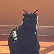 Manny Manx is registered to the contest to win money with this photo: cat, black_cat, pet, animal, silhouette, backlight, sunlight, indoor, wooden_floor, ears, eyes, shadow, portrait, sitting, whiskers, cozy, domestic, feline, rim_light, low_light