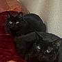 Manny Manx is registered to the contest to win money with this photo: black_cat, cat, two_cats, pair_of_cats, sofa, red_blanket, orange_leather, fur, green_eyes, whiskers, indoor, wall, looking_at_camera, pets, cozy, relaxed, closeup, portrait, sitting, companion