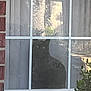cat, window, reflection, brick_wall, curtain, silhouette, glass, plant, bush, windowsill, window_pane, grid, pet, eyes, shadow, home_exterior, indoor_scene, screen, window_frame, natural_light