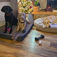 Wrigley is registered to the contest to win money with this photo: dog, christmas_tree, stockings, dog_bed, toy, wooden_floor, living_room, plant, holiday_decor, festive, indoor, pet, relaxed, three_animals, cozy, decorations, lights, fireplace, blanket, window