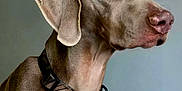 Wrigley is registered to the contest to win money with this photo: dog, weimaraner, pet, animal, portrait, collar, brown, ears, indoor, furniture, leather, closeup, looking_away, canine, muzzle, domestic_animal, side_view, alert, short_hair, background