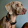 dog, weimaraner, pet, animal, portrait, collar, brown, ears, indoor, furniture, leather, closeup, looking_away, canine, muzzle, domestic_animal, side_view, alert, short_hair, background