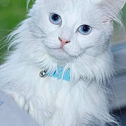 Luna joined the competition — help win amazing prizes! cat, white_cat, blue_eyes, fluffy_fur, collar, pet, animal, closeup, portrait, whiskers, feline, indoor, cute, soft_fur, alert, domestic_cat, mammal, cute_pet, blue_collar, bell