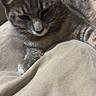 Gucci a rejoint le concours — aidez-le/la à gagner de superbes lots ! cat, gray_tabby, pet, animal, feline, indoor, resting, blanket, soft, comfort, closeup, whiskers, paw, fur, relaxed, cozy, sleepy, home, cute, portrait