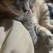 Gucci a rejoint le concours — aidez-le/la à gagner de superbes lots ! cat, tabby, gray_cat, paw, tongue_out, close_up, pet, animal, feline, indoor, soft_surface, beige, relaxed, cute, whiskers, fur, sleepy, blurred_background, domestic_animal, resting