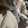cat, tabby, gray_cat, paw, tongue_out, close_up, pet, animal, feline, indoor, soft_surface, beige, relaxed, cute, whiskers, fur, sleepy, blurred_background, domestic_animal, resting