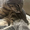 cat, tabby_cat, gray_fur, pet, animal, indoor, resting, cozy, closeup, fur, whiskers, tail, sleepy, domestic_cat, cute, relaxed, feline, mammal, companion, soft